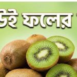 কিউই ফলের দাম