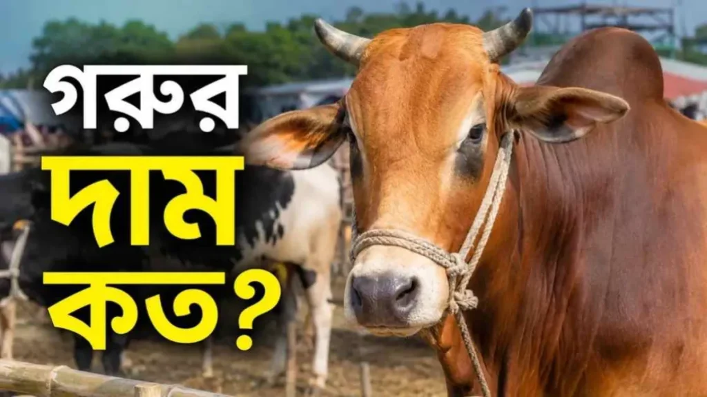 গরুর দাম কত