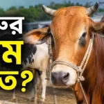 গরুর দাম কত