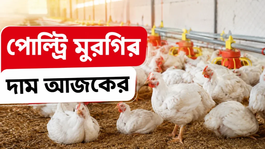 পোল্ট্রি মুরগির দাম আজকের