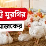 পোল্ট্রি মুরগির দাম আজকের