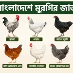 বাংলাদেশে মুরগির জাত