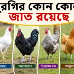 মুরগির কোন কোন জাত রয়েছে