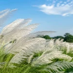 শরৎকালে কি কি ফুল ফোটে