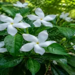 শরৎকালে কি কি ফুল ফোটে