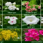 শরৎকালে কি কি ফুল ফোটে