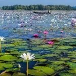 শরৎকালে কি কি ফুল ফোটে
